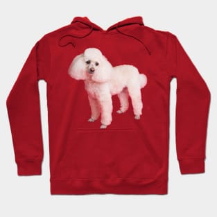 Cute poodle Hoodie